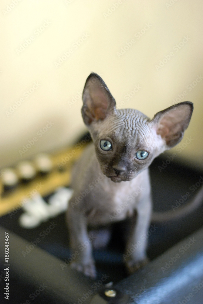Bald cat, portrait sphinx cats, naked cat, kitten without wool Bald cat, portrait sphinx cats, naked cat, kitten without wool