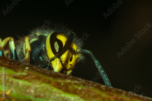 the head of the insect wasp photo