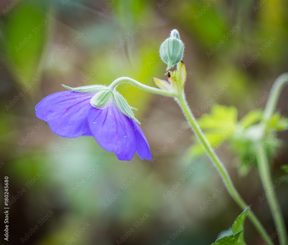 Dainty purple blue geranium outside in a garden with natural background. Dainty purple blue geranium outside in a garden with natural background.