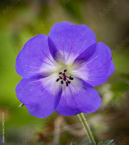 Fototapeta Naklejka Na Ścianę i Meble -  Front view of a wide open blue geranium flower with natural green background of a garden