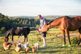 Man feeds free range chickens and a horse on a farm in Wales