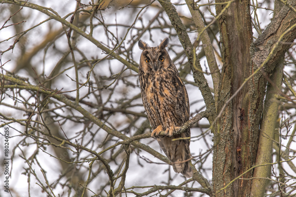 Eurasian Eagle Owl (Asio otus) sitting in the tree, close-up, wildlife photo. Eurasian Eagle Owl (Asio otus) sitting in the tree, close-up, wildlife photo.