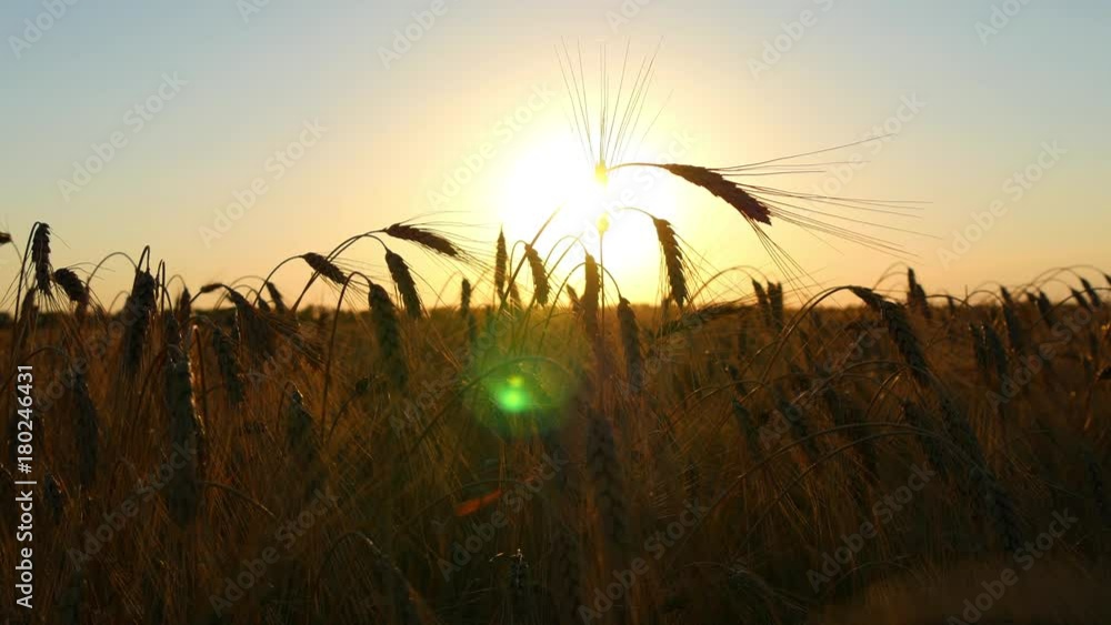 wheat in a field on a sunset background. Cultivation and harvesting. The field of golden wheat swaying. The natural landscape wheat in a field on a sunset background. Cultivation and harvesting. The field of golden wheat swaying. The natural landscape