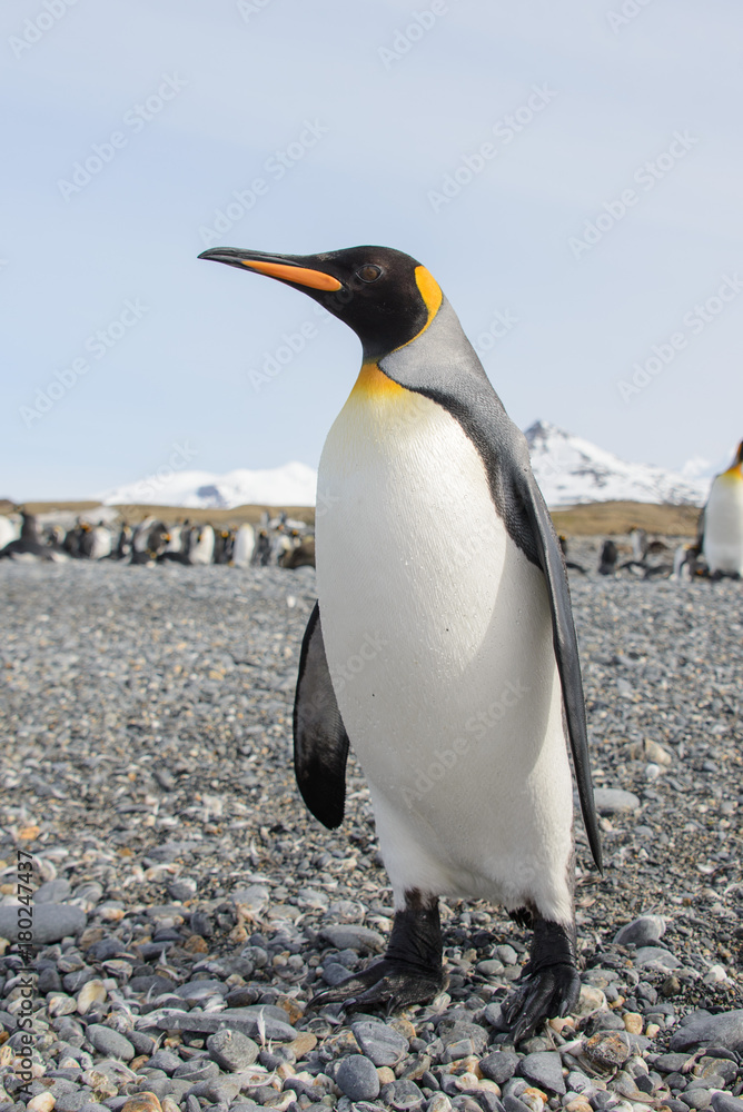 Obraz premium King penguin