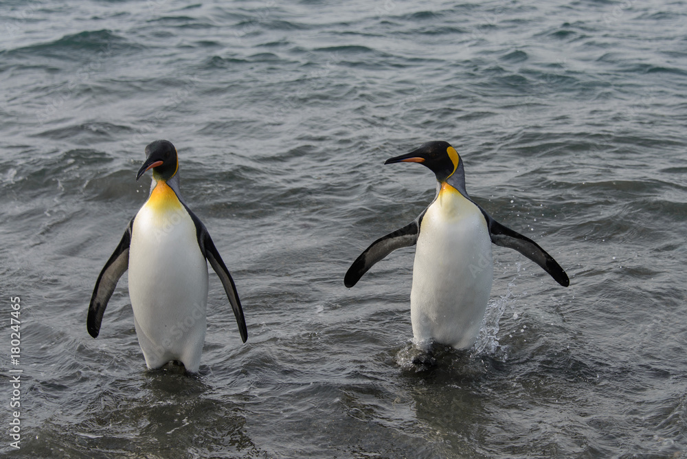 Obraz premium King penguins going from sea