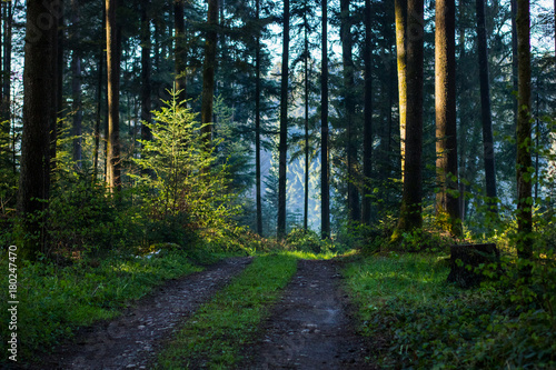 Wald