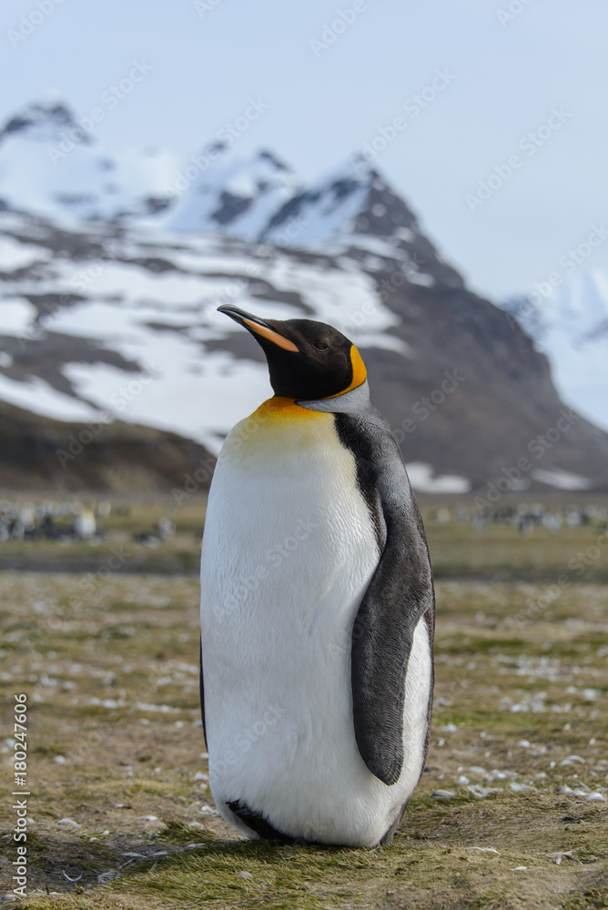 Fototapeta premium King penguin