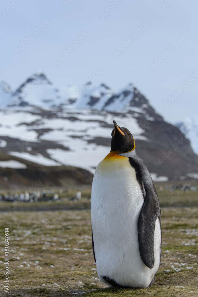 Fototapeta premium King penguin