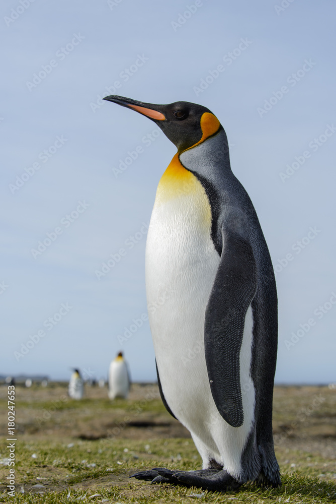 Naklejka premium King penguin