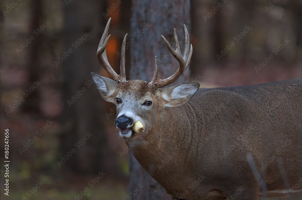 White-tailed deer buck with a corn cob in Ottawa, Canada White-tailed deer buck with a corn cob in Ottawa, Canada
