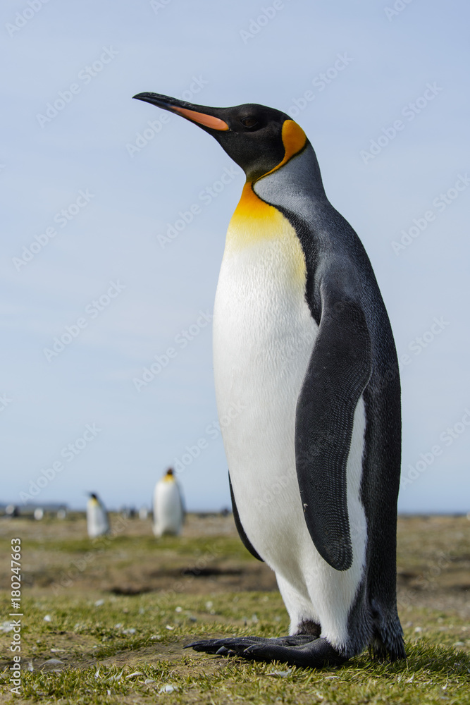 Fototapeta premium King penguin