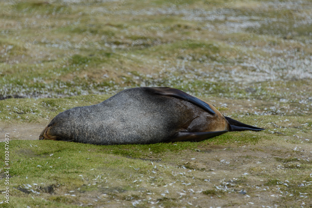 Fototapeta premium Fur seal.