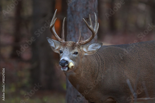 White-tailed deer buck with a corn cob in Ottawa, Canada