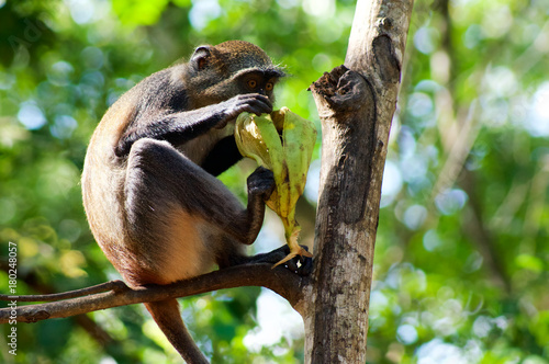 Monkey with banana in the woods