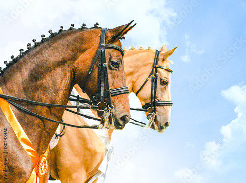 Portrait of bay and pearl (gold champagne) dressage horses, blue sky as a background. Side view portrait of two braided horses