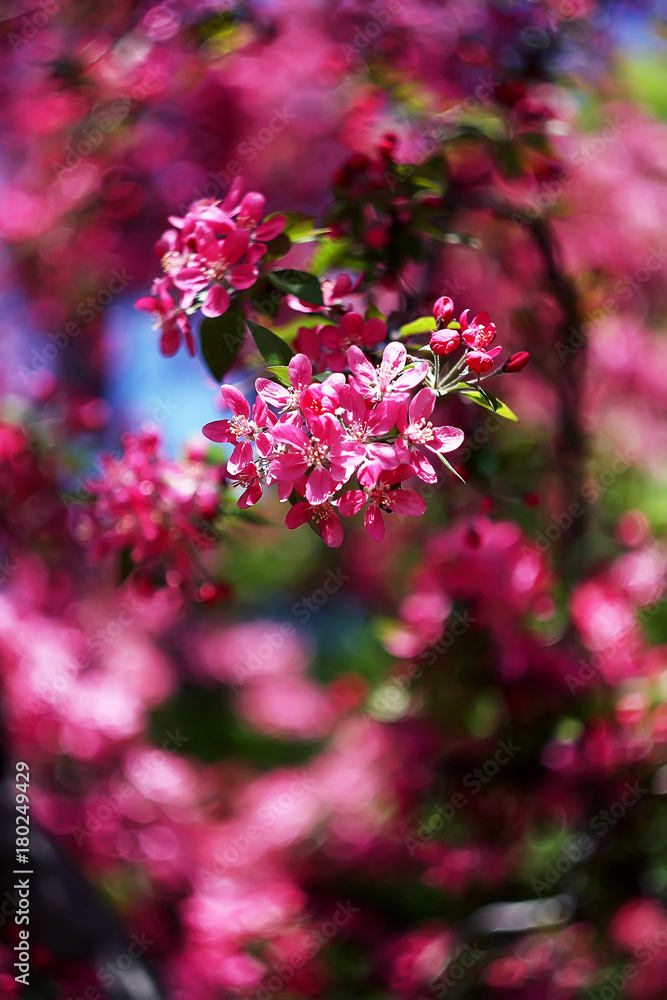 blossom of the paradise apple trees blossom of the paradise apple trees
