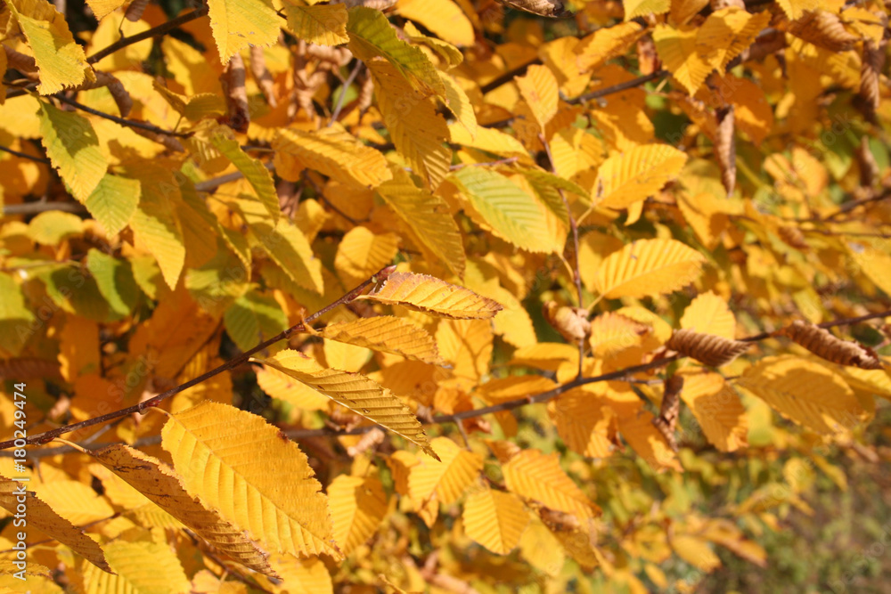 Foglie gialle di Carpino bianco o Carpine comune in autunno. Sfondo autunnale Foglie gialle di Carpino bianco o Carpine comune in autunno. Sfondo autunnale