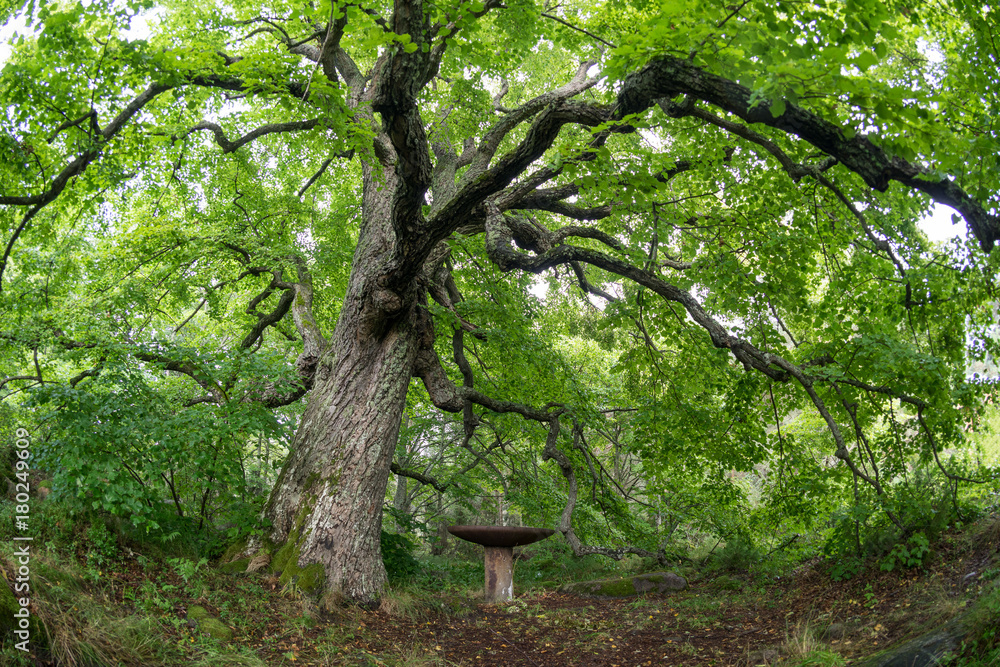 Fototapeta premium Old linden tree in the evening. Forest in summer. Mohni, small island in Estonia, Europe.