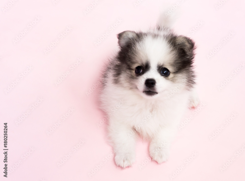Cute baby pomeranian dog on pink background for pet health care concept, selective focus Cute baby pomeranian dog on pink background for pet health care concept, selective focus