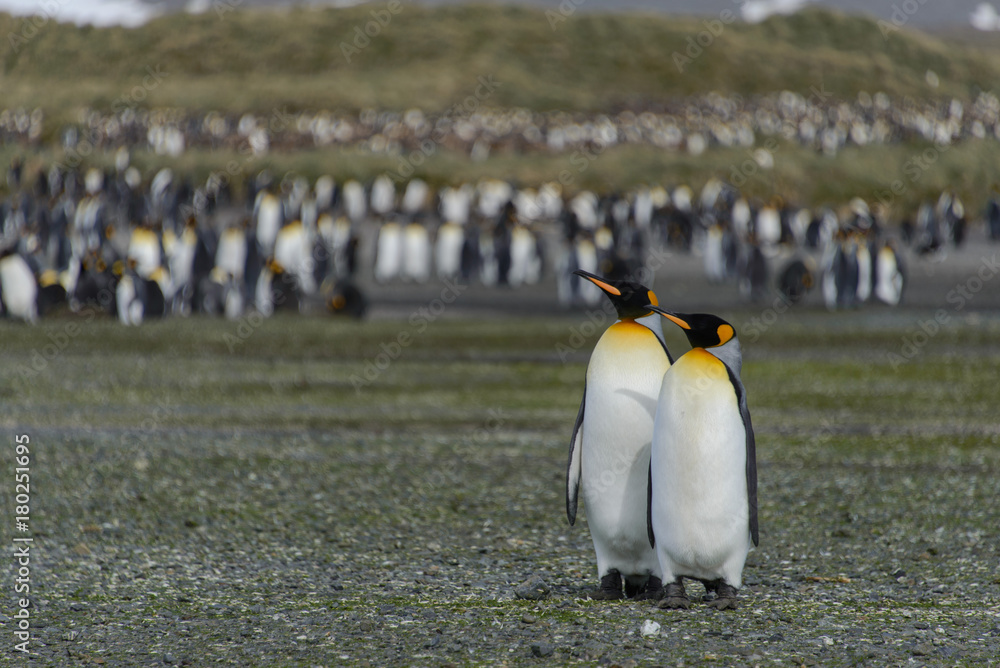 Fototapeta premium King penguins