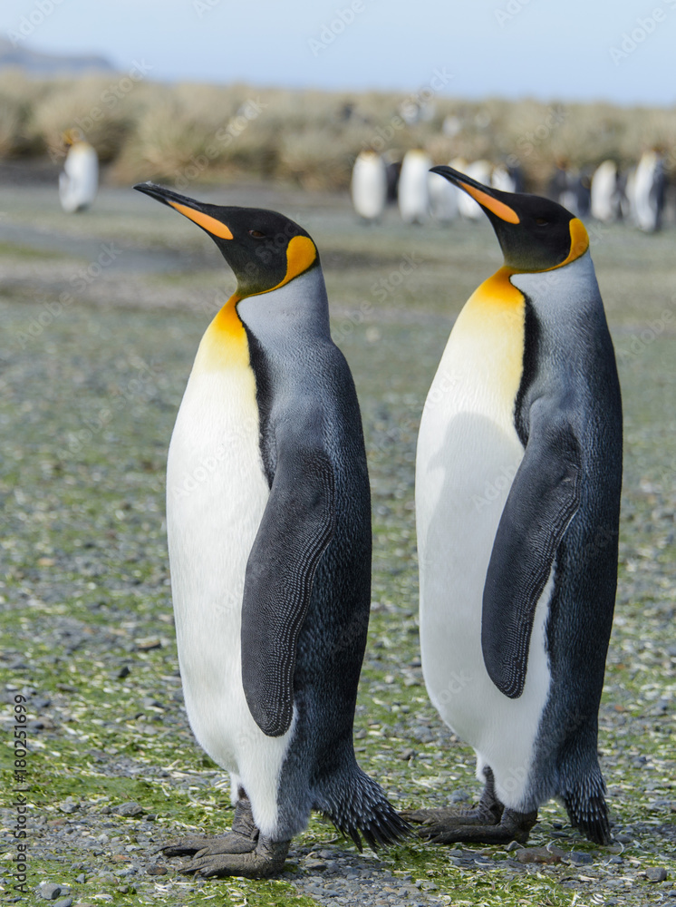 Fototapeta premium King penguins