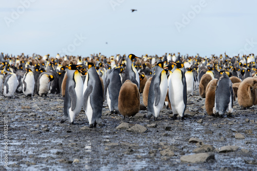 King penguin chicks