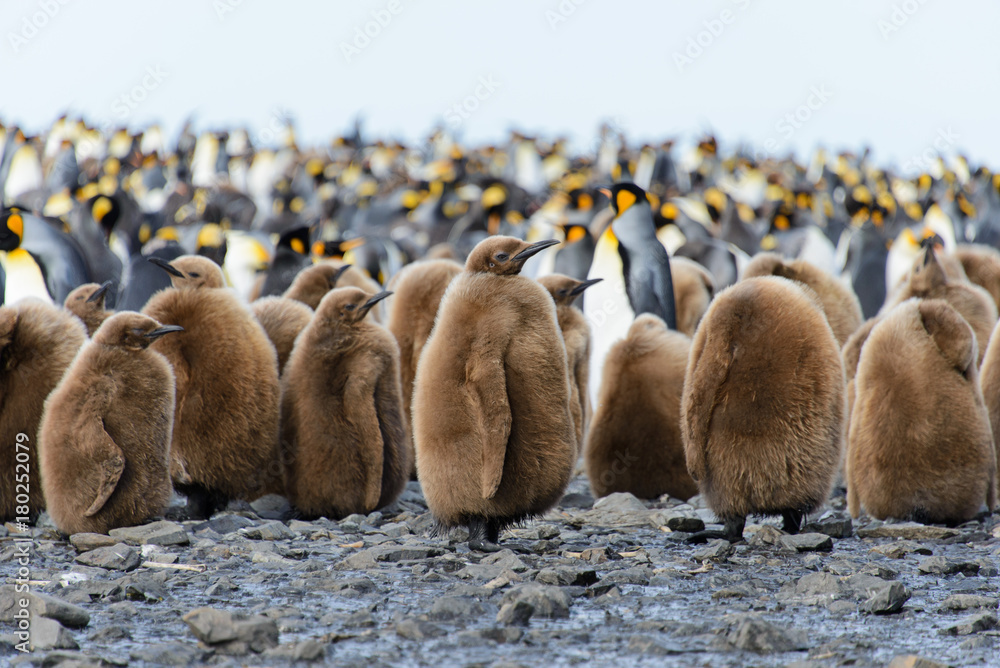 Obraz premium King penguin chicks