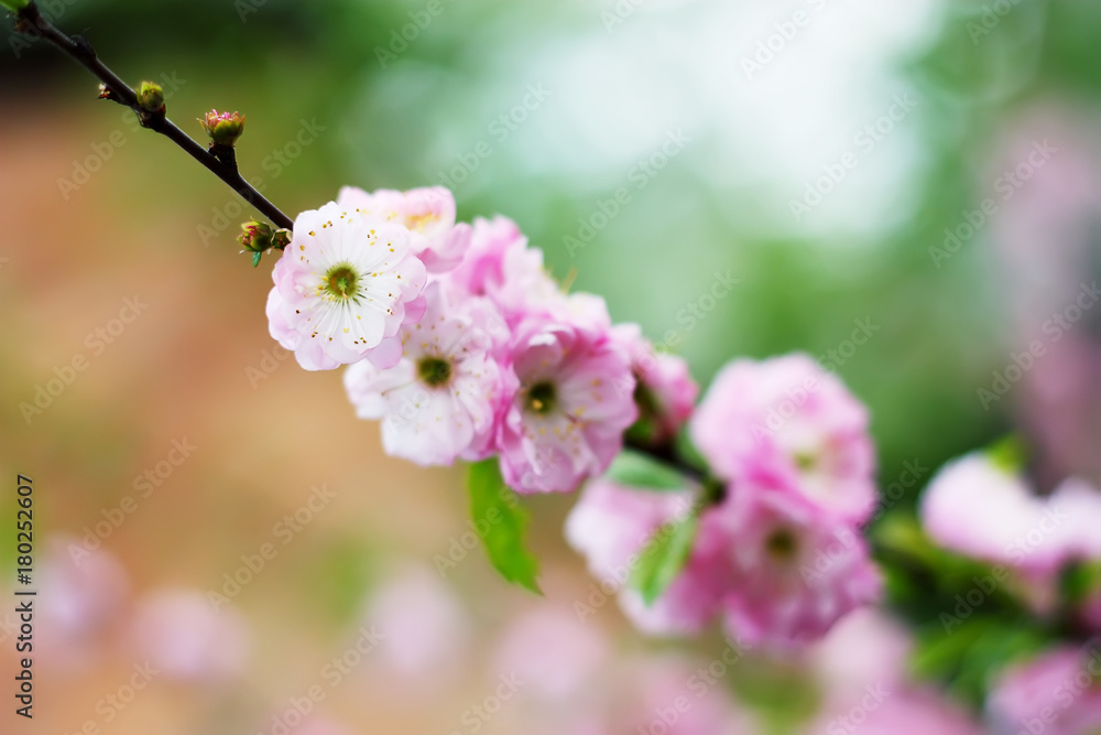 The oriental cherry blossoms