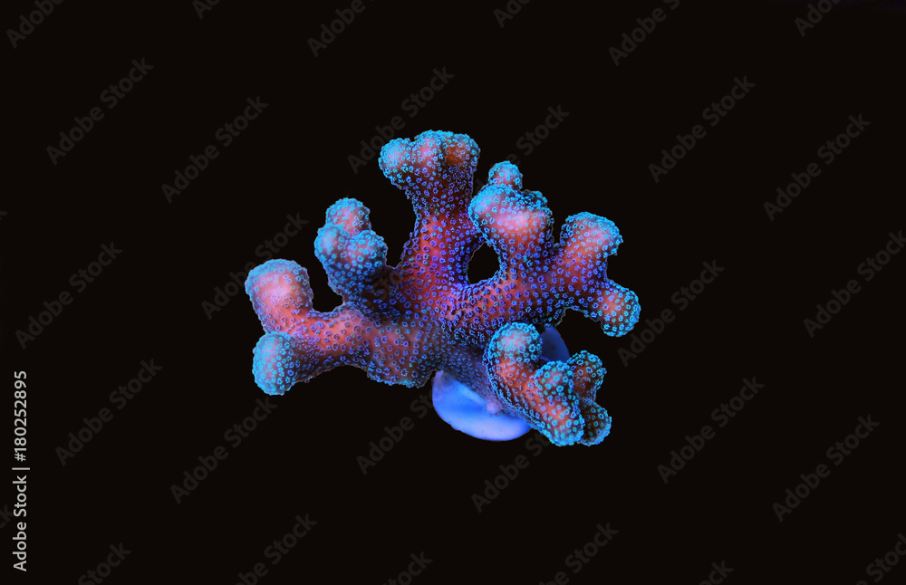 Naklejka premium Styllophora sps coral in aquarium