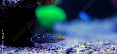 Rainfordu Goby in aquarium tank photo