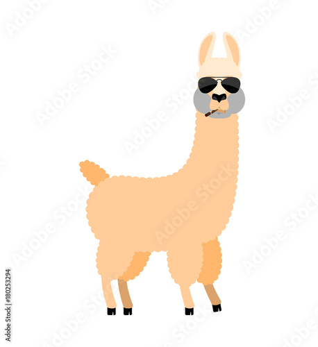 Cool Lama Alpaca serious. Animal smoking cigar emoji. Beast strict. Vector illustration