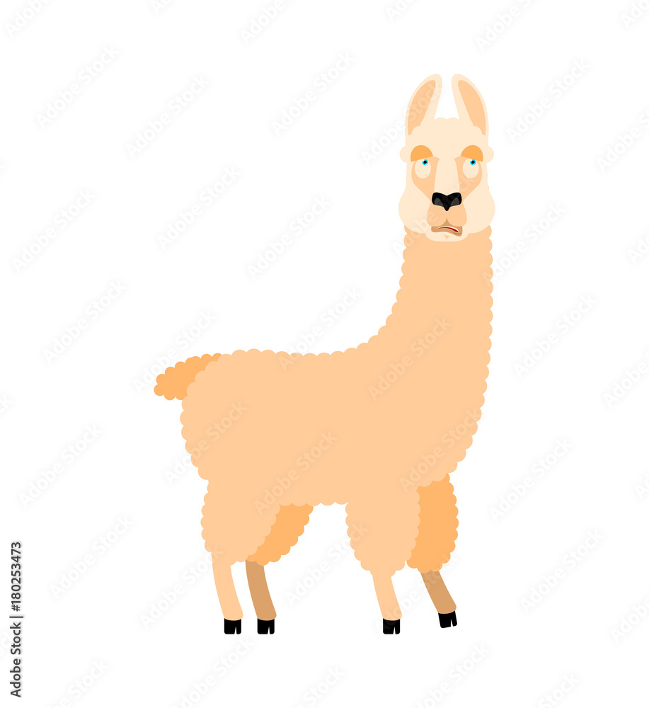 Lama Alpaca was confused emotions. Animal is perplexed. Beast surprise. Vector illustration