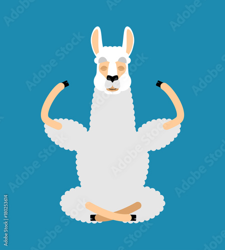 Lama Alpaca yoga. Animal yogi isolated. Relaxation and meditation. Vector illustration