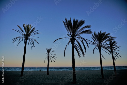 Four palm trees on a beach in sunset