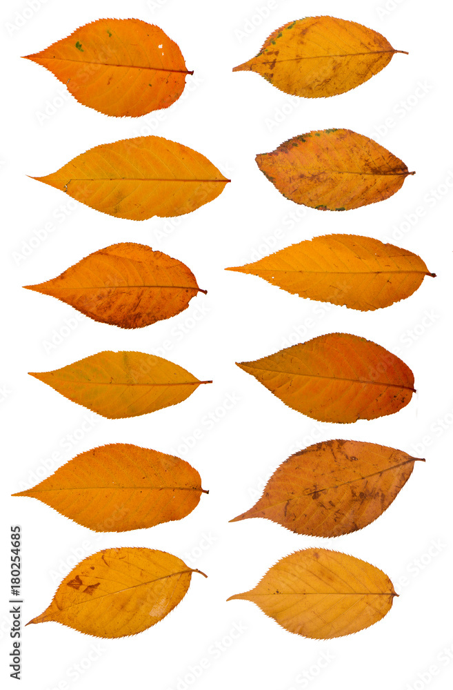 Collection of yellow sakura leaves on a white background Collection of yellow sakura leaves on a white background