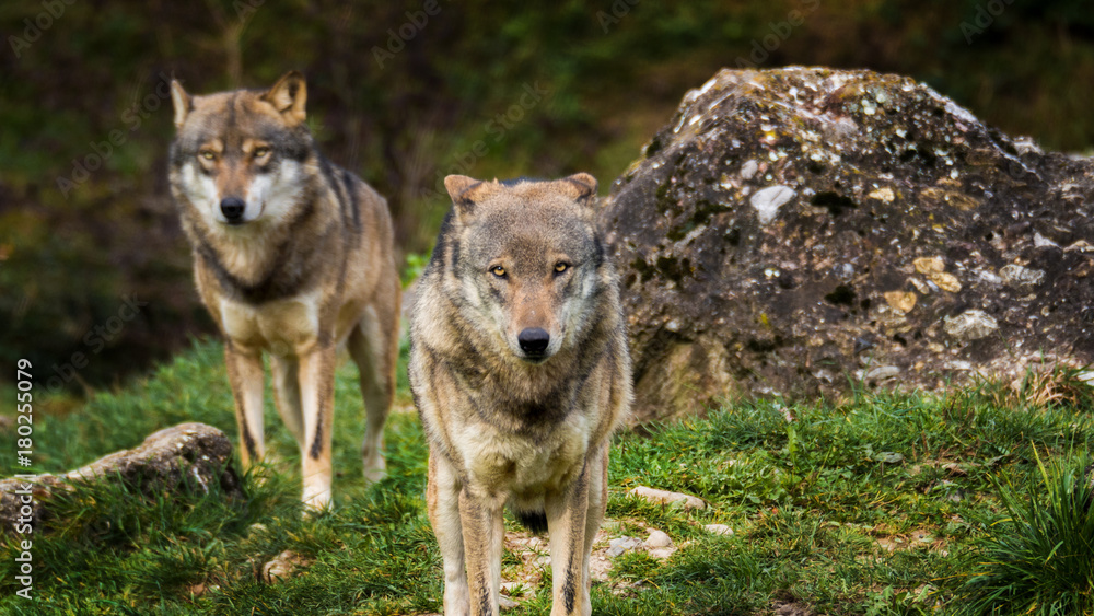 Fototapeta premium zwei wölfe