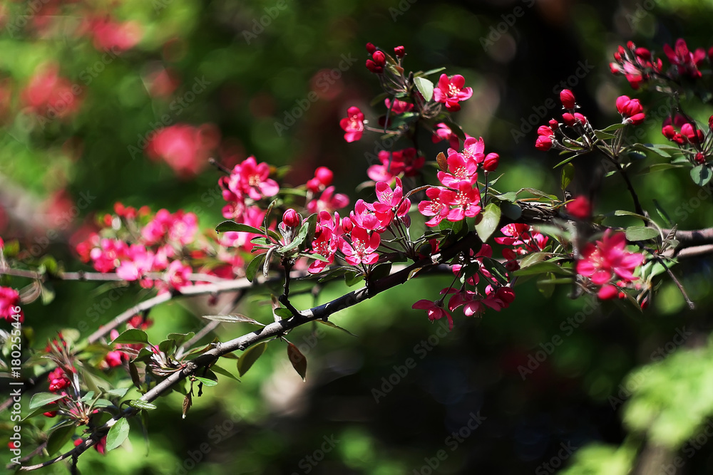 blossom of the paradise apple trees blossom of the paradise apple trees