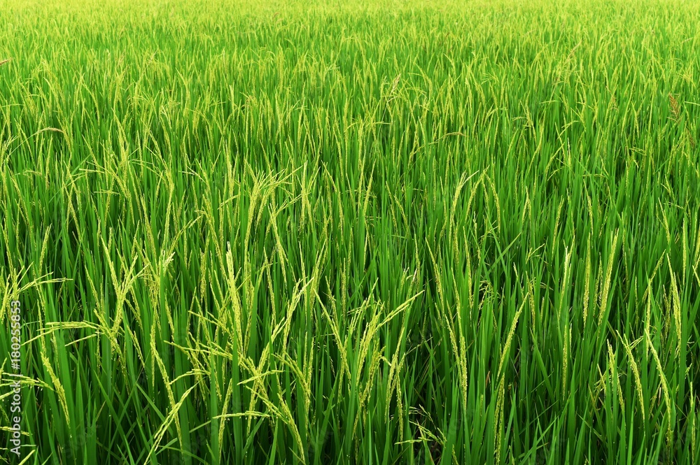 green rice in rice field for nature background