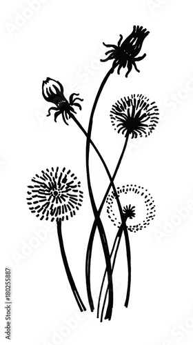 Isolated blooming meadow flower form print natural outline floral white spring ornament monochrome petal organic leaf holiday botanic summer graphic blossom drawing black daisies chamomile stem garden