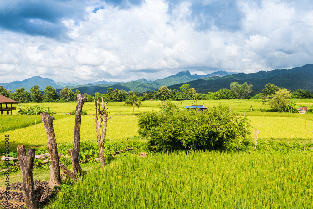 Landscape of Paddy field and Mountain under the blue sky in sunshine day at Pua district, Nan province, Thailand