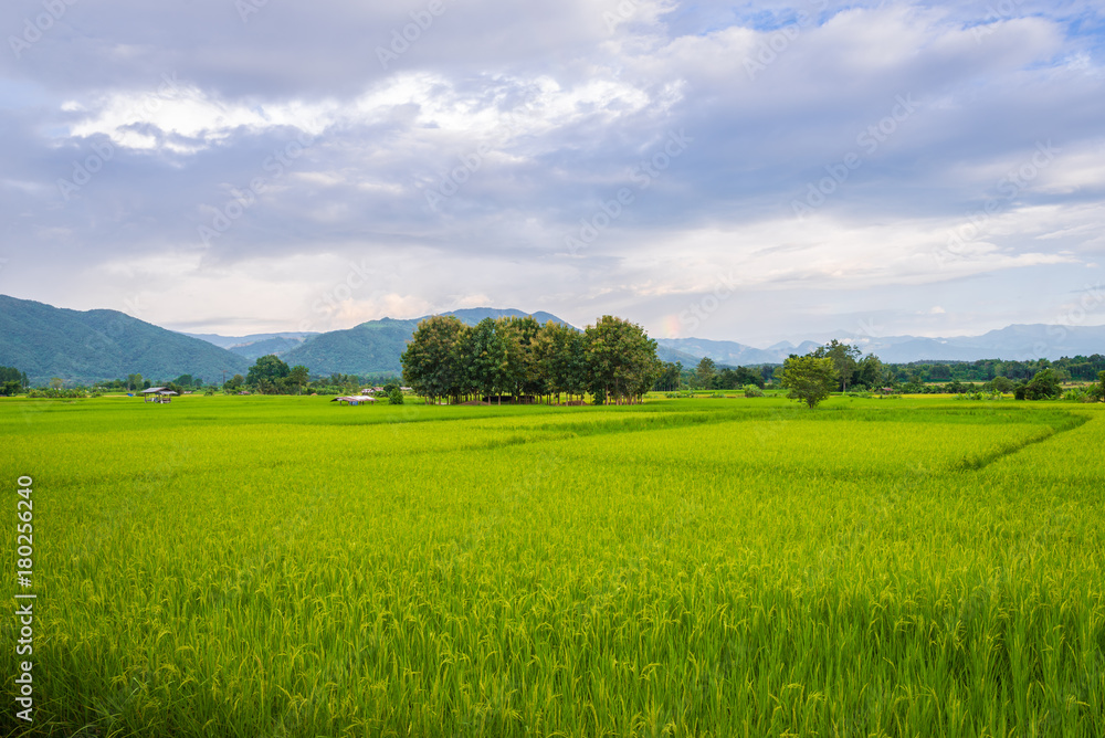 Landscape of Paddy field and Mountain under the blue sky in sunshine day at Pua district, Nan province, Thailand