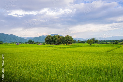Landscape of Paddy field and Mountain under the blue sky in sunshine day at Pua district  Nan province  Thailand
