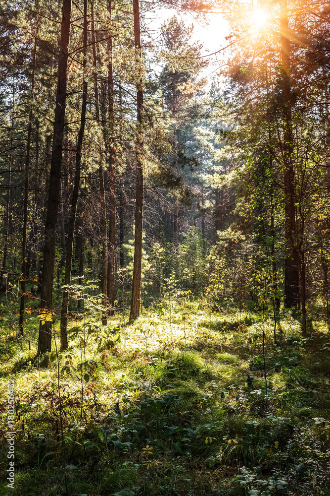 Obraz premium Wooded forest trees backlit by golden sunlight before sunset with sun rays pouring through trees on forest floor illuminating tree branches. It looks like a painted picture.