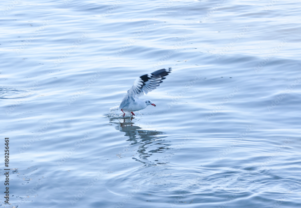 White gulls are flying in the blue sky. White gulls are flying in the blue sky.