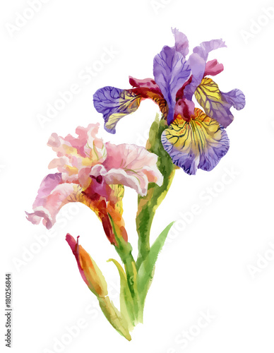 Hand drawn iris flowers on white background.