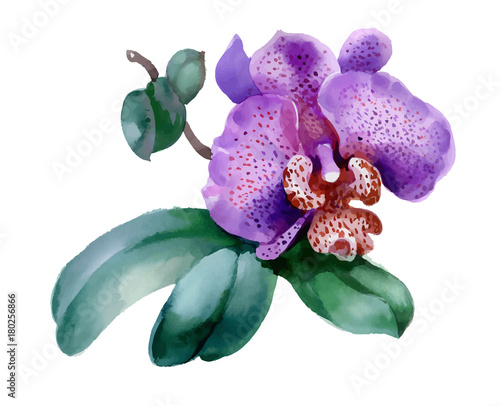 garden orchid flower on white background