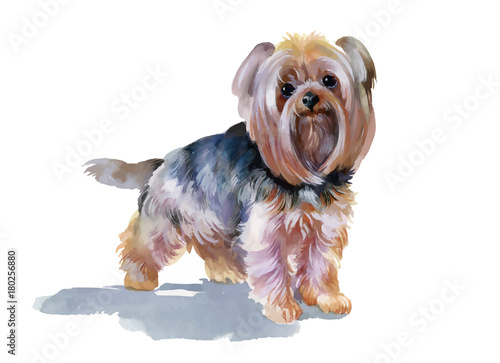 Hand drawn cute yorkshire terrier dog