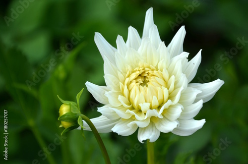 Fototapeta Naklejka Na Ścianę i Meble -  Weiße Dahlie 
