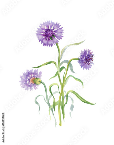 Hand drawn purple flower isolated on white background.