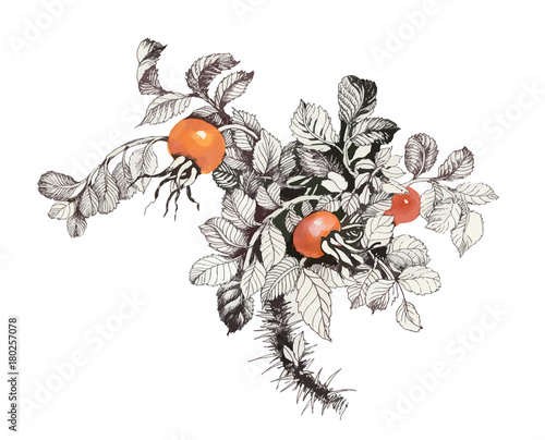 Hand drawn fruit of the wild rose.